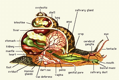 Tips For Looking After Your Giant African Land Snail (GALS) | HubPages