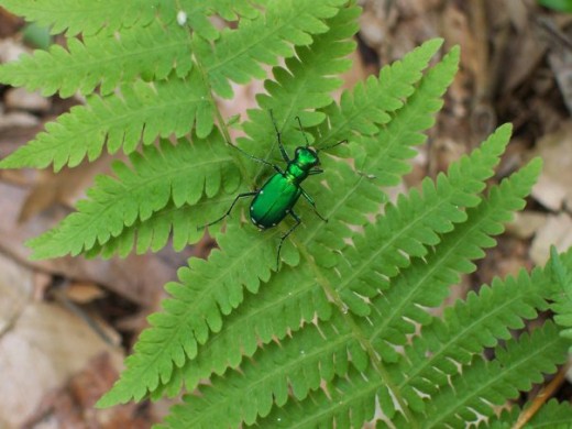 green beetle on fern, loch raven res hiking trail, towson, md