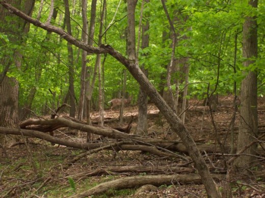 loch raven hiking trail, woods, towson, md