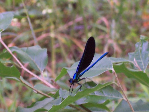 riffle ford rd, darnestown/germantown, md black winged - turquoise dragonfly