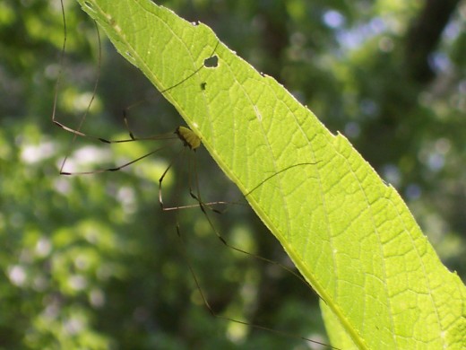 large daddy long legs-like spider, riffle ford rd., darnestown/germantown, md