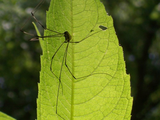 large daddy long legs-like spider, riffle ford rd., darnestown/germantown, md