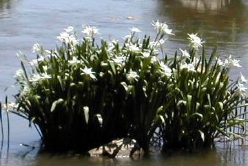 Spider Lilies