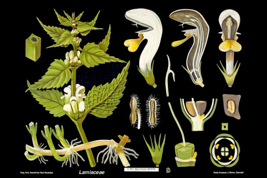 Plants belonging to Mint Family