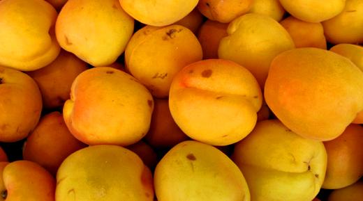 Look for apricots that are deep orange with pink patches; yellow apricots aren't ripe yet / Photo by E. A. Wright