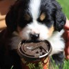plentyofpuppies profile image
