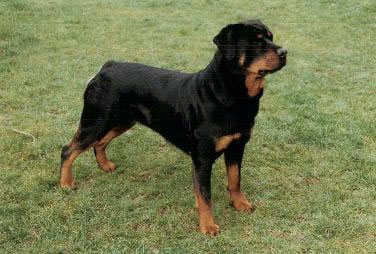 Rottweiler with docked tail