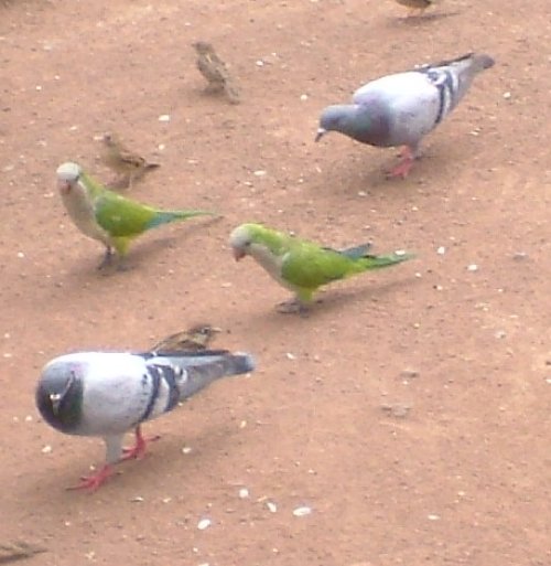 Monk parakeets and pigeons