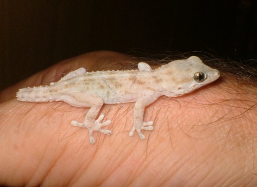 Turkish Gecko