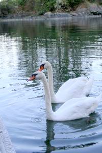 Swans and other birds frequent the sheltered area in the fall.