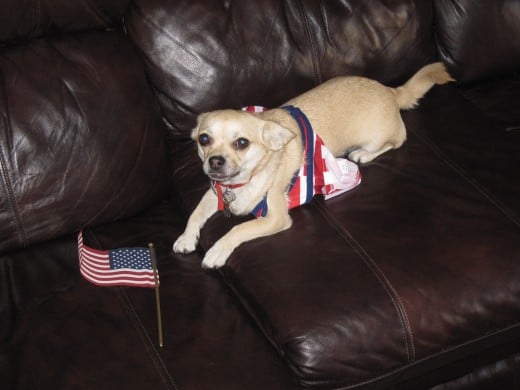 A patriotic chihuahua dresses up for the 4th of July