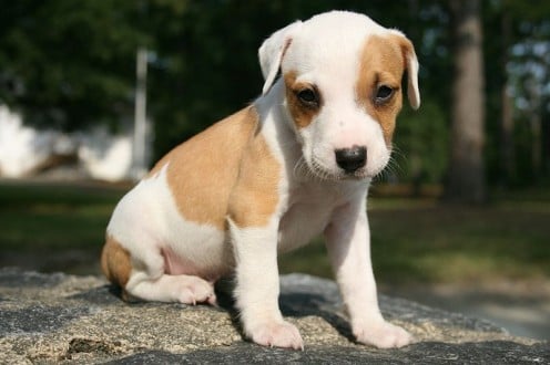   How to teach a puppy to sit, stay and wait  Courtesy of Wikimedia Commons