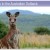 a kangaroo in the Australian outback a kangaroo in the Australian outback