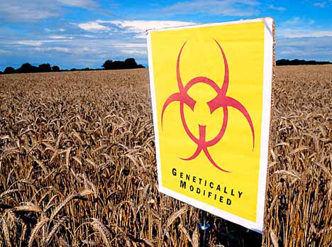 If GMOs are so safe, why is there a posting for a bio-hazard in GMO crops.