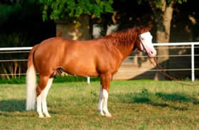 Colonels Smokin Gun (known as 'Gunner')Most famous son of Katie Gun.