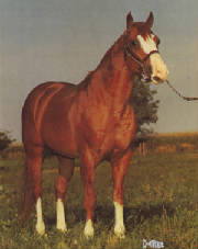 The immortal Mr Gun Smoke 1961 sorrel AQHA stallion