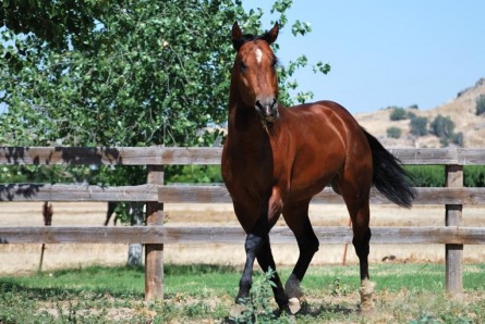 Munez Smokin Tater, 2007 GRANDSON of the great stallion Mr Gun Smoke. He puts Mr Gun Smoke on his foal's face papers.