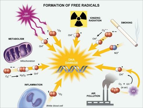 Free radicals are generated inside and outside of our bodies.