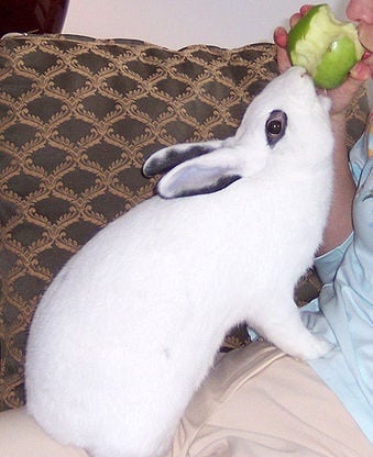 Photo copyright Ed Brey and Elizabeth Brey via Wikimedia Commons