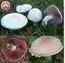 Best known: The Field Mushrooms    celnet.org.uk
