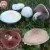 Best known: The Field Mushrooms    celnet.org.uk