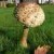 Parasol Mushie    mushroom table.com