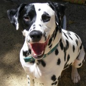 Floydthedalmatian profile image