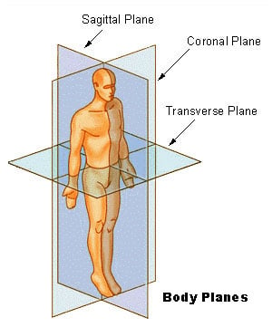 diagram of the various planes of the human body