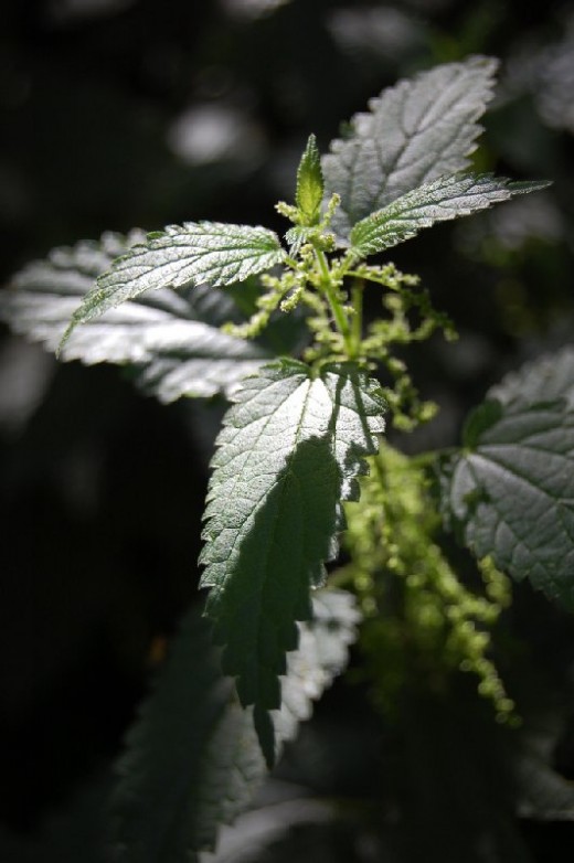 Stinging Nettle Tea What is it, How & Why You Should Make It HubPages