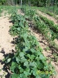 The Gardener's Companion: Growing cucumbers and squash::Grow cucumbers upright