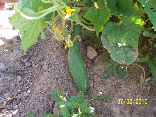 Cucumbers are best before they get too big and if the weather conditions are right (warm and moist) they will grow fast!