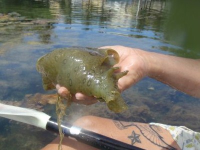 Shrek's child, or spotted sea hare