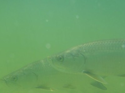 These are Tarpon, can grow to 300 pounds!