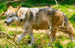 Why do Dogs tend to Howl