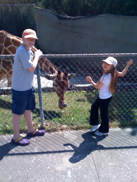 My kids always love seeing the giraffes at the zoo.