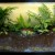Rainforest Terrarium - 10 Gallon Glass Tank Rainforest Terrarium - 10 Gallon Glass Tank
