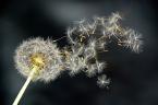 the dandelion for making a wish come true