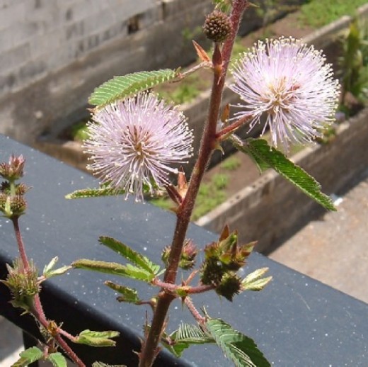 The Sensitive Plant moves when touched hubpages