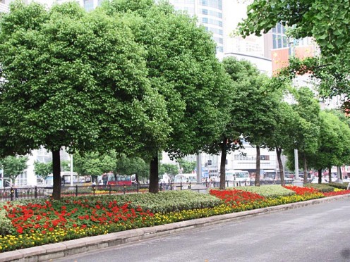 Lovely well maintained street foliage