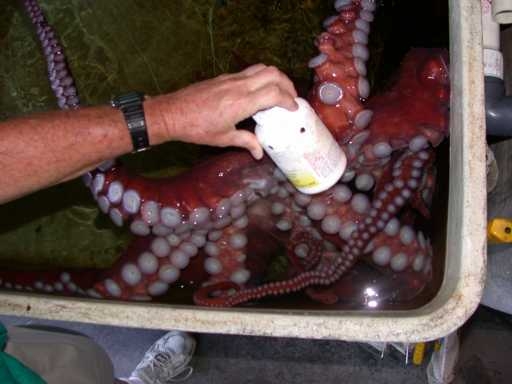 The octopus "Billye" opens the child-proof pill bottle to get its food