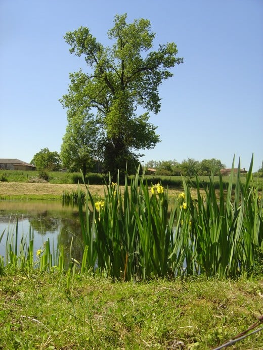 Irises growing on the edge of a pond near Videix