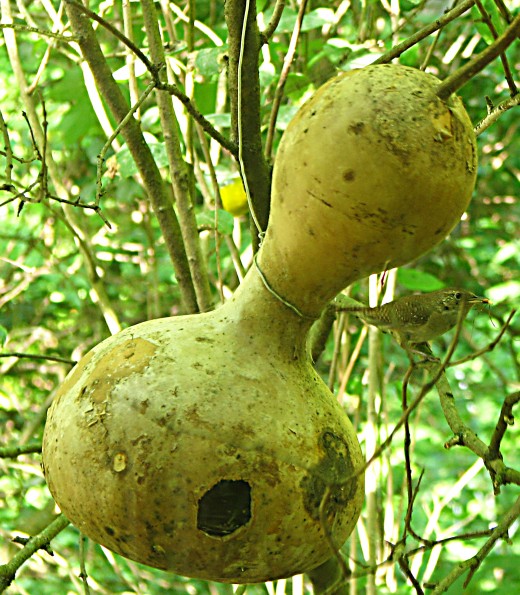 Bottle or Bird-House Gourd. The homemaker and a finch in the background.