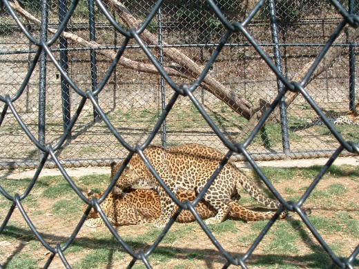 Leopards in the High Altitude Nainital Zoo