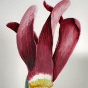 Amicque profile image