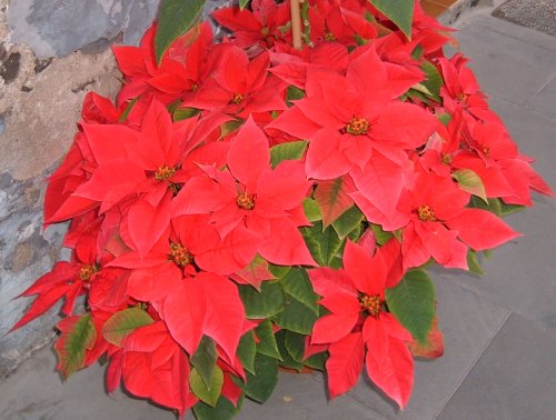 Poinsettia in a pot Photo by Steve Andrews