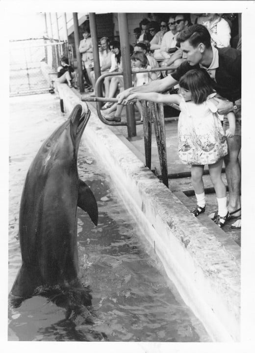 The writer encouraging his daughter to feed the porpoises.  Coolangatta, Queesland, Aust 1960s