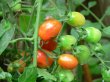 Roma Tomatoes