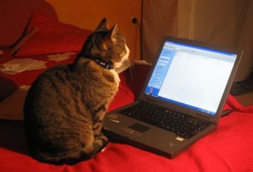 With the right strategies, anyone can master fast, accurate online research. These methods work well whether you're writing an internet article, a school paper, or an in-depth research paper.