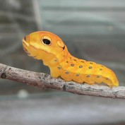 squishybug profile image