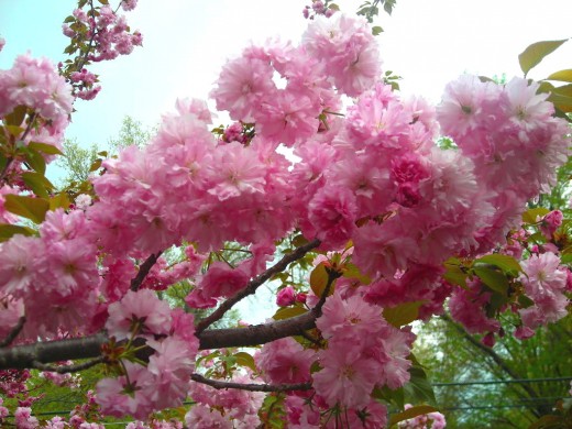 CHERRY BLOSSOMS IN FULL BLOOM!